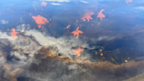 Соловецкие острова на морских каяках