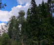 Оредеж — прогулка на байдарках (1 день)