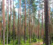 По следам Лыжной Стрелы
