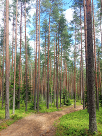 По следам Лыжной Стрелы