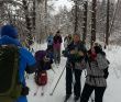 Лыжный поход «Лесная зимняя сказка» (Подмосковье)