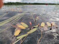 Сплав по реке Воньга и Белое Море на байдарках
