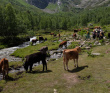 Роскошный Архыз - семейный горный лагерь