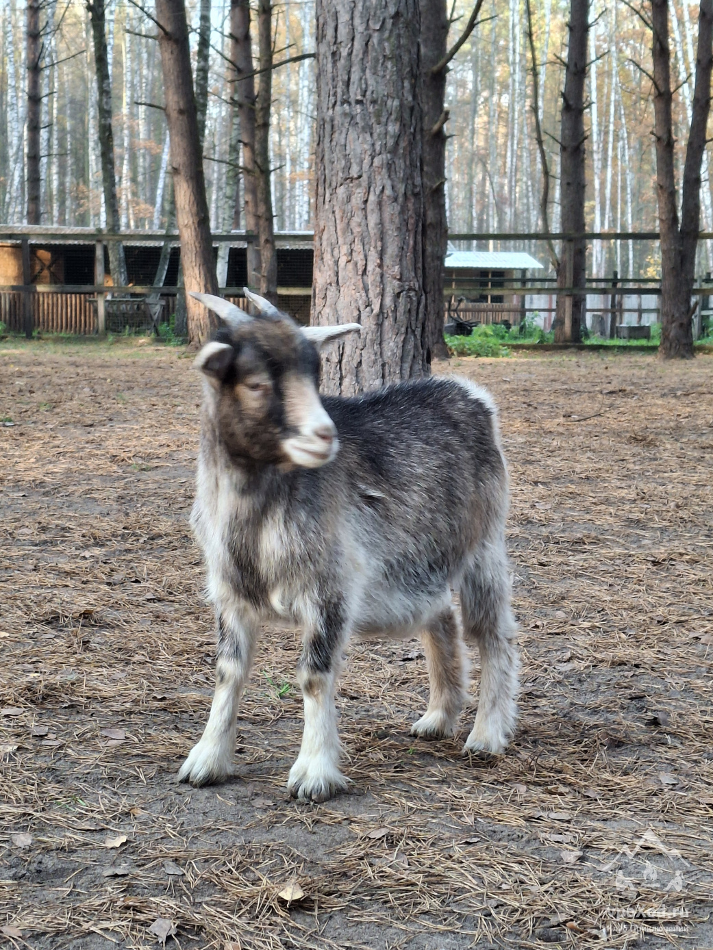 Однодневный поход-трекинг с хаски