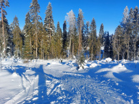 Лыжная тренировка в Ленобласти