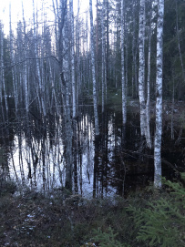 Майский экстрим, сплав по Шуе и Уксе