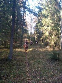 Конный экотур с фотосессией «Танцы с волками» (Тверская область)