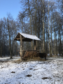 Однодневный пеший поход «В гости к зубрам» (Подмосковье)