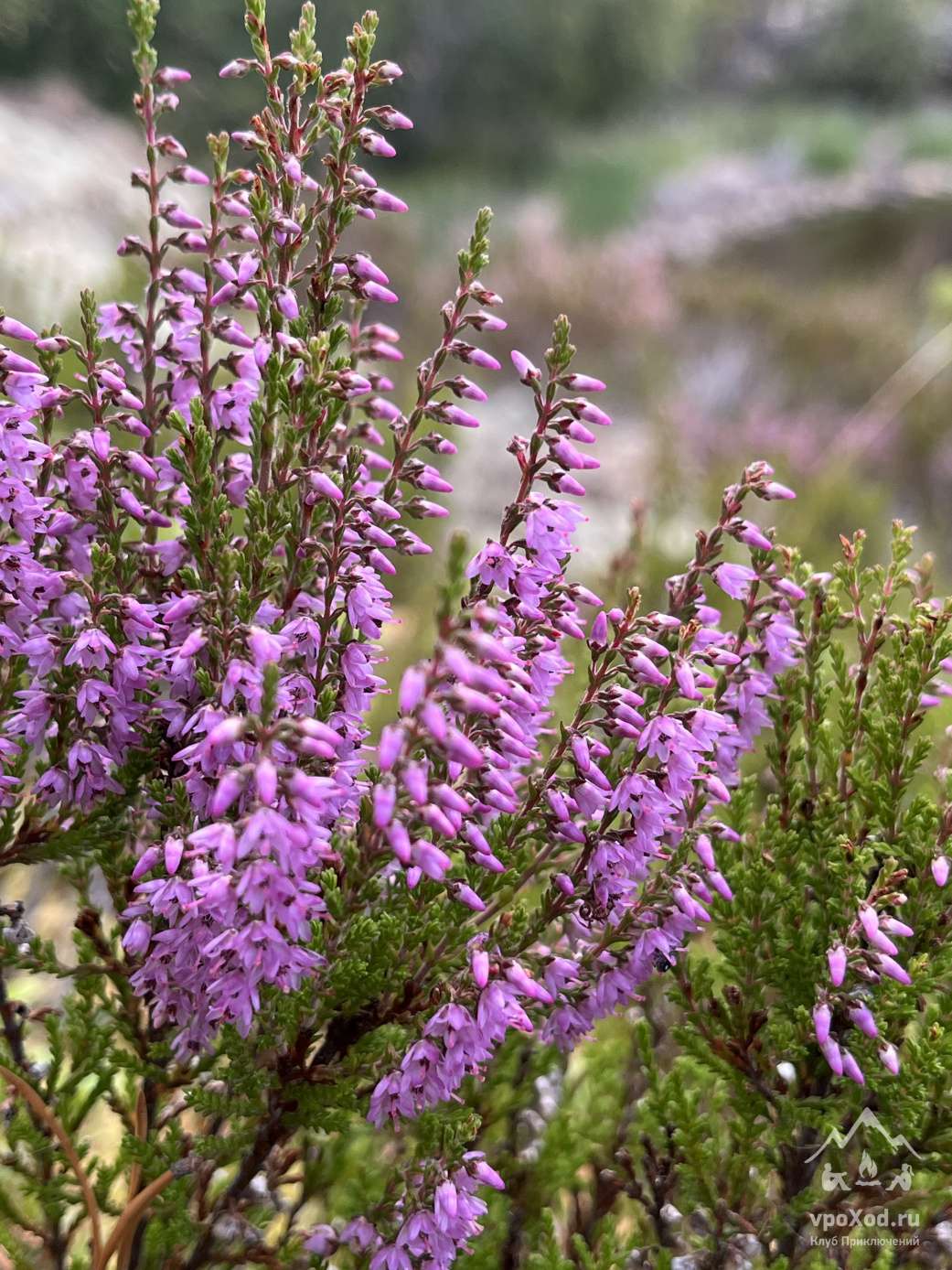 Тур Ладожские шхеры на каяках