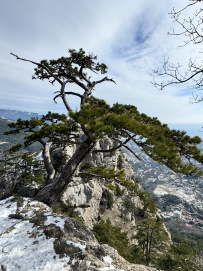 Южное цветочное путешествие: подснежники Крыма