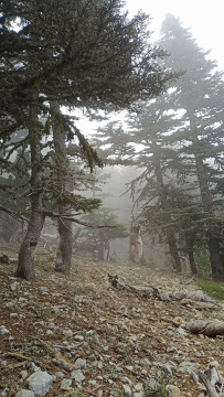 По Ликийской тропе через горы к морю (классический пеший поход)
