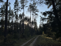 Красоты Мещёры с ночёвкой в тёплом доме (пеший поход)