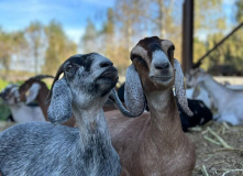 Подмосковье, Однодневный сплав по реке Дубна с прогулкой и обедом на Ферме