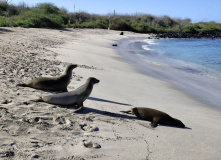 Центральная и Южная Америка, Экспедиция в мир дикой природы: Галапагосские острова
