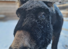 Сибирь, Сибирские выходные:горячие источники Тюмени и белоснежный кремль Тобольска (разведка)