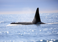 Сахалин, Сахалино-Камчатский вояж: по следам Крузенштерна (активный комфорт-тур)