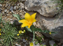 Узбекистан, Лето, весна, зима и снова лето: пеший поход по весенним горам Западного Тянь-Шаня