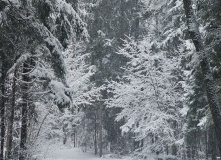 Подмосковье, Кругами к Зосимовой пустыни (с элементами разведки)