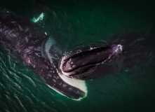 Дальний Восток, Шантарские острова: в поисках мечты (разведка)