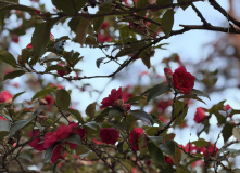 Япония, Японские Альпы. Горнолыжный + культурный тур (разведка)