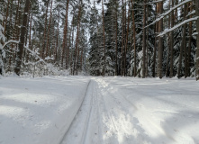 Подмосковье, Однодневный пеший поход Английский клуб "Прощай, зима!"