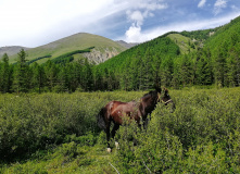 Алтай, Шавлинские озёра и Чуйский хребет (с конным сопровождением)