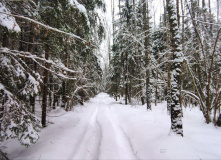 Подмосковье, К лесному водопаду Гремучий ручей