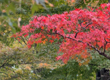 Япония, Каникулы в Японии для детей и взрослых