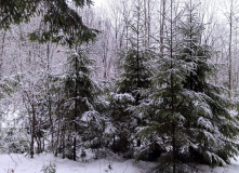 Подмосковье, Кругами к Зосимовой пустыни (с элементами разведки)