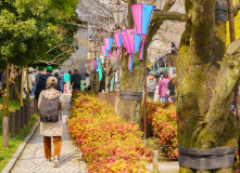 Япония, Япония в объятьях сливы и сакуры: ранее цветение