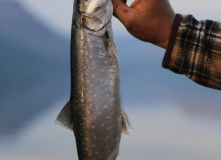 Плато Путорана, Рыбалка на плато Путорана. Озеро Лама