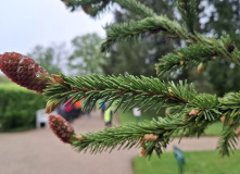 Северо-Запад, Сиреневый маршрут: велотур в Пушкинские горы