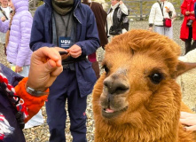 Кавказ, Семейный лагерь в Красной поляне