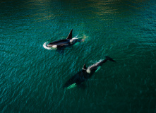 Дальний Восток, Шантарские острова: в поисках мечты (разведка)