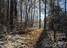 Подмосковье, Однодневный пеший поход English club - Рождество в лесу