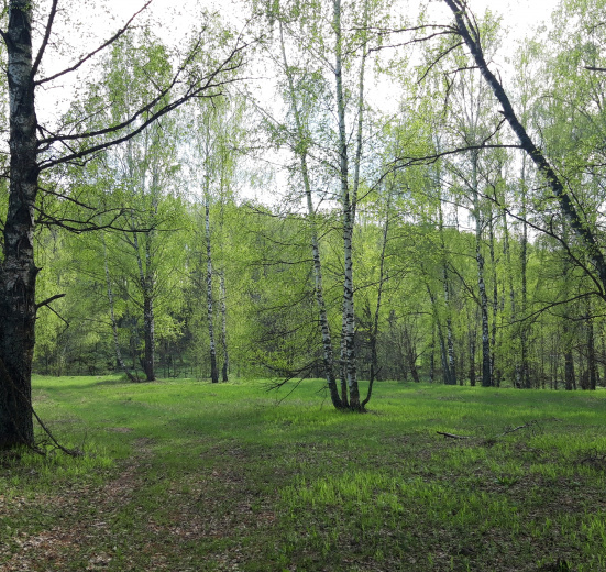 Подмосковье, Пеший поход «Лесное путешествие под Коломной»