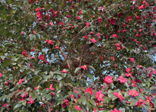 Япония, Японские Альпы. Горнолыжный + культурный тур (разведка)