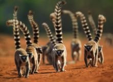 Мадагаскар, Тайны острова Мадагаскар