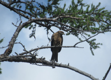 Сибирь, Тува, Западный Саян: по озеру Кара-Холь и реке Алаш на байдарках