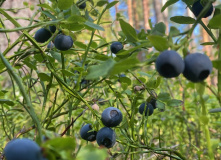 Северо-Запад, Однодневный поход вдоль Кавголовского озера с посещением органного концерта в Токсово