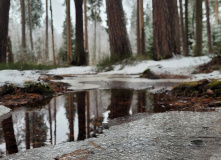 Подмосковье, Поход к карьеру Сима и хвойным лесам