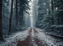 Подмосковье, Однодневный детский поход - English Club for kids