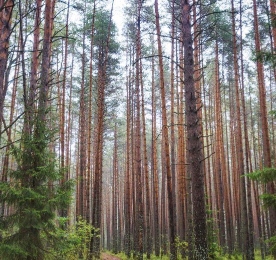 Пеший поход «Лесное путешествие» (Подмосковье)