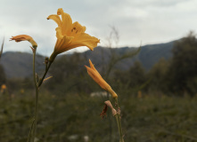 Алтай, Конный лагерь на Алтае с детьми