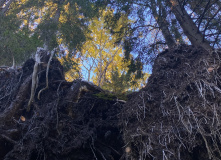 Северо-Запад, Однодневный поход вдоль Кавголовского озера с посещением органного концерта в Токсово