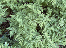 Карелия, У самого Полярного Круга: в нацпарк Паанаярви с детьми