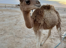 Тунис, Тунис: сквозь пески времени (разведка)