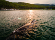 Дальний Восток, Шантарские острова: в поисках мечты (разведка)