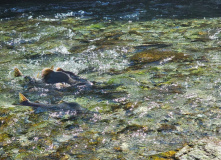 Сахалин, Сахалино-Камчатский вояж: по следам Крузенштерна (активный комфорт-тур)