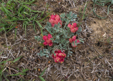 Дагестан, Дагестан глазами натуралиста